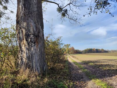 Pola w pobliżu Jeziora Szarcz