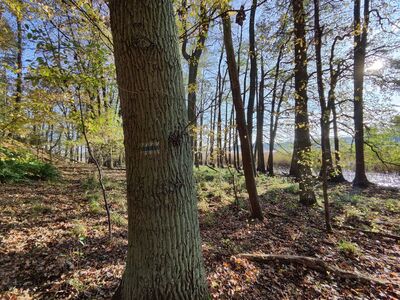 Trudniejszy odcinek szlaku nad Jeziorem Wielkim