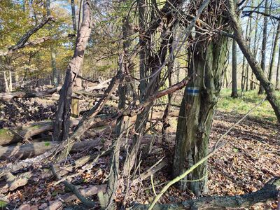 Trudniejszy odcinek szlaku nad Jeziorem Wielkim