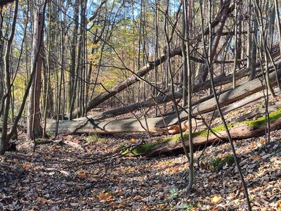 Nieco trudniejszy teren nad Jeziorem Wielkim