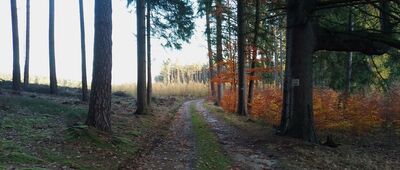 Borowina ↔ Rozejście szlaków