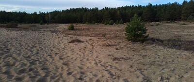 Pustynia Błędowska, ścieżka edukacyjna ↔ Rozejście szlaków