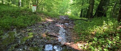 Dzielec ↔ Przełęcz Beskid