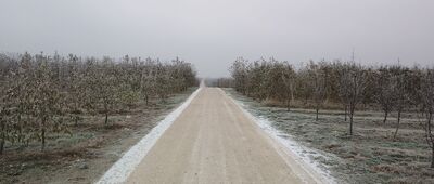 Potycz ↔ Ostrołęka [Niekończące się sady jabłkowe w okolicy.]