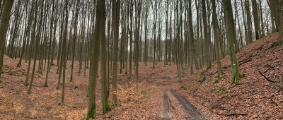 Spalona leśniczówka ↔ Pod Bukowcem