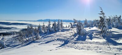 Widok na Tatry ze szczytu Kępy 1521 m n.p.m.