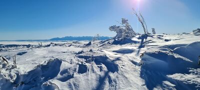 Widok na Tatry z czerwonego szlaku na Babią Górę 1520 m n.p.m.