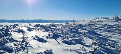 Widok na Tatry z czerwonego szlaku na Babią Górę 1520m n.p.m.