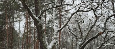 Stary Dąb [Sary Dąb na Posadzie Sieraków]