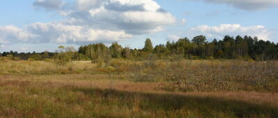 Niekłań ↔ Wólka Plebańska [Podmokłe teeny między Nadziejowem a Wólką Plebańską, zasilające niewielką jeszcze na tym odcinku rzekę Czarna]