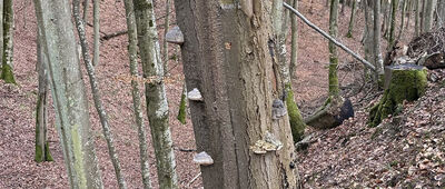 Gdynia, Wielki Kack, ul. Chwaszczyńska, ↔ Źródło Marii, kapliczka