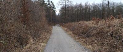 Święto Lasu ↔ Gościęcice, leśniczówka