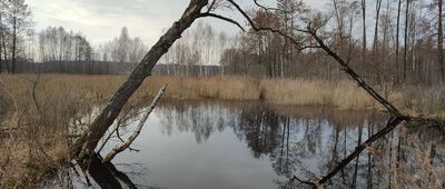 Borysów ↔ Rezerwat Piskory