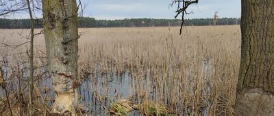 Borysów ↔ Rezerwat Piskory