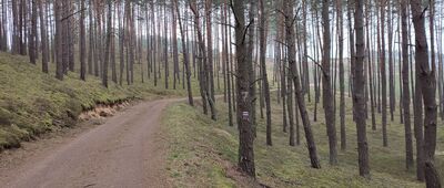 Rozejście szlaków ↔ Bucharzewo, stary cmentarz ewangelicki