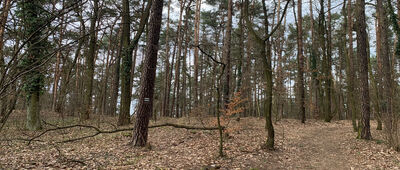 Zielona Góra, os. Śląskie, las ↔ Zielona Góra, Park Poetów