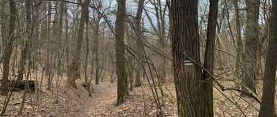 Zielona Góra, os. Śląskie, las ↔ Zielona Góra, Park Poetów