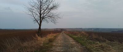 Osina Wielka ↔ Biskupi kamień graniczny