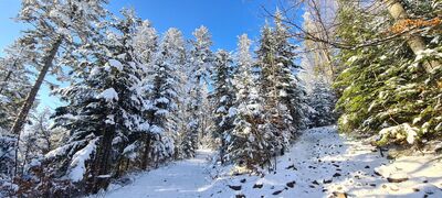 Zielony szlak na Mogielicę (~1000 m n.p.m)