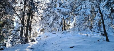 Zielony/niebieski szlak na Mogielicę na wysokości Zbójnickiego Stołu (~1150 m n.p.m.)
