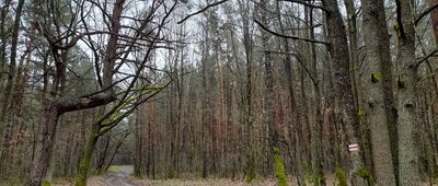 Las Brzeziny, granica parku narodowego ↔ Rozejście szlaków