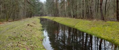 Las Brzeziny, granica parku narodowego [Doprowadzalnik Bogdanka-Wola Wereszczyńska]