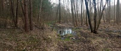 Konopiska, Piła ↔ Konopiska, zalew Pająk [Krótki zalany odcinek ścieżki, łatwe obejście obok.]