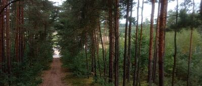 Korzonek ↔ Aleksandria [Najlepszy widok z wieży]