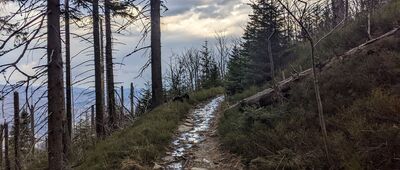 Fickowe Rozstaje ↔ Schronisko PTTK Markowe Szczawiny [Beskid Żywiecki - zółtym szlakiem do Zawoi Czatoży]