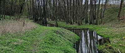 Rozejście ścieżki spacerowej ↔ Łysy Młyn