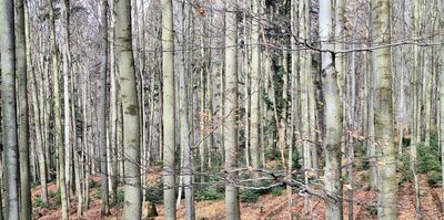 Las wokół czerwonego szlaku w okolicach Trzech Kopców 894 m n.p.m.