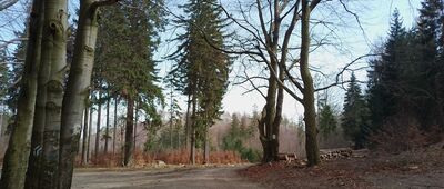 Trzy Buki, odejście szlaku czarnego