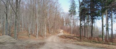 Trzy Buki, odejście szlaku czarnego