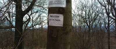 Wilczak