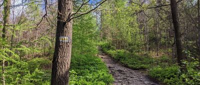 Kozy Górne ↔ Groniczki [Beskid Mały: żółtym szlakiem z Kóz do Przełęczy u Panienki]