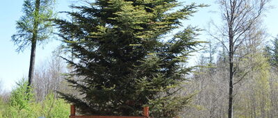 Stara Jodła, północ