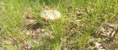 Golub-Dobrzyń ↔ Ciechocin, Drwęca