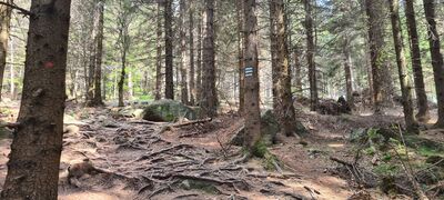 Niebiesko-zielony szlak prowadzący na Skalnik z Czarnowa