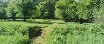 Ustrzyki Dolne, cmentarz żydowski