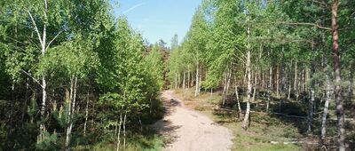 Rezerwat Sokole Góry, parking ↔ Skrajnica, rozejście szlaków