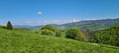 Widok na Beskid Sądecki spod Jaworu Strażaków na Polanie pod Wysoką