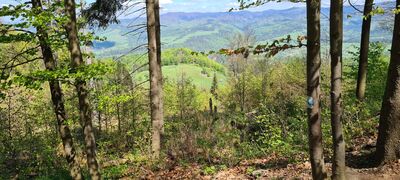 Widok z niebieskiego szlaku w kierunku Połonina Kiczera/Polana pod Wysoką