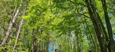 Niebieski szlak - podejście pod Borsuczyny 939 m n.p.m.