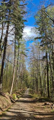 Czarny szlak między Jagniątków, Jeżówka a Bażynowe Skały na wysokości ok. 825 m n.p.m.