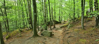 Zielony szlak spod ruin zamku Bolczów