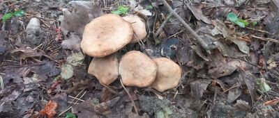 Pęglity ↔ Stare Jabłonki, las