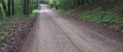 Pęglity ↔ Stare Jabłonki, las