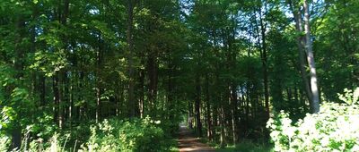 Pod Ruskową Skałą