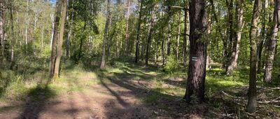 Toruń, ul. Forteczna ↔ Rezerwat Las Piwnicki