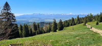 Widok na Tatry przy rozejściu szlaków pod Wisielakówką